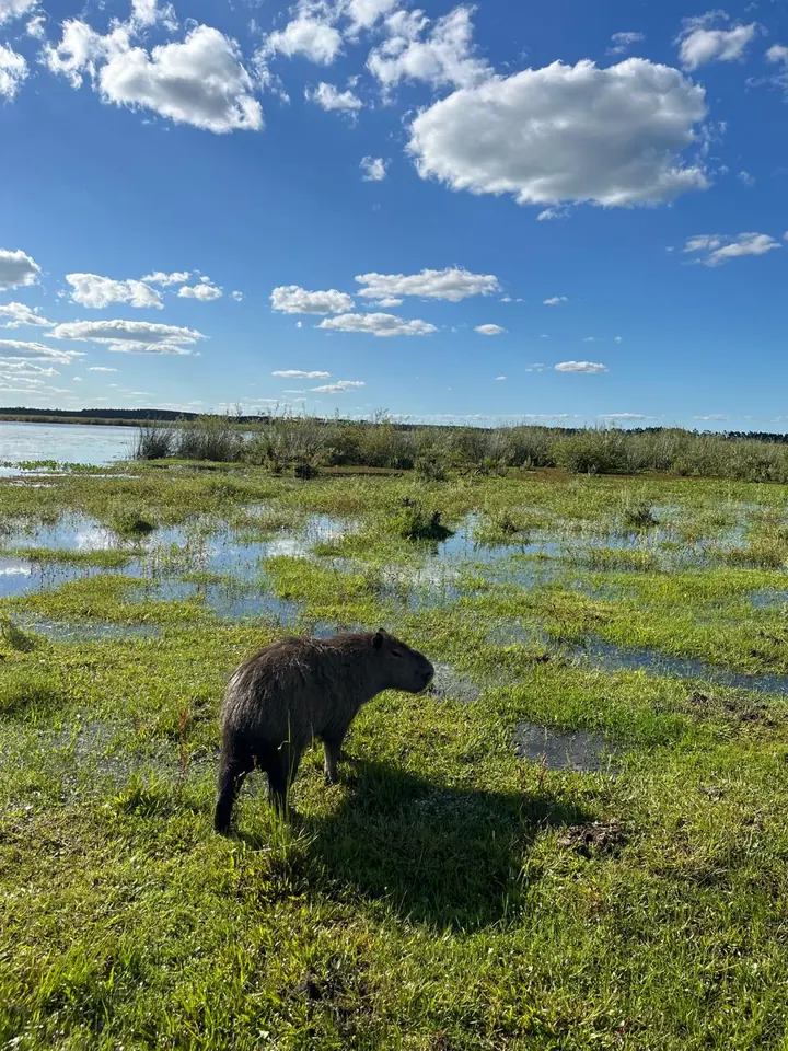 Carpincho en el malezal del Iberá