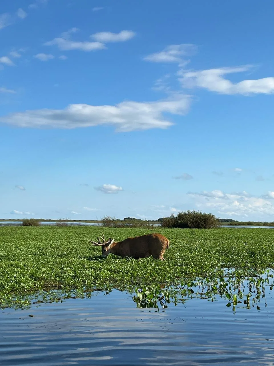Ciervo de los pantanos entre camalotes